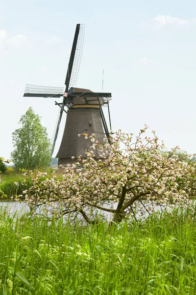 Molino Viento Kinderdijk Países Bajos Primavera Con Manzanas Flor —  Fotos de Stock