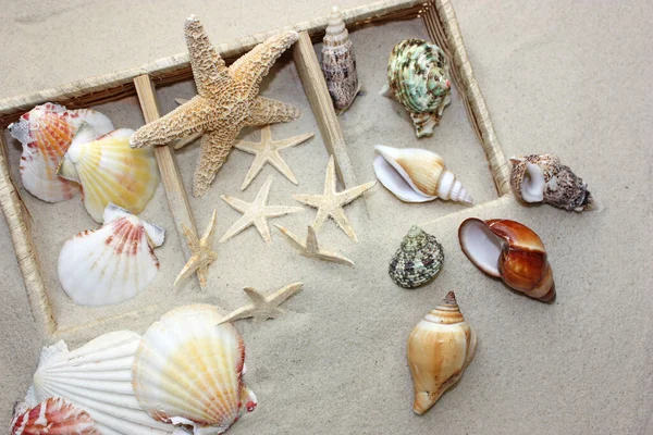 Mořské Mušle Kameny Písku — Stock fotografie