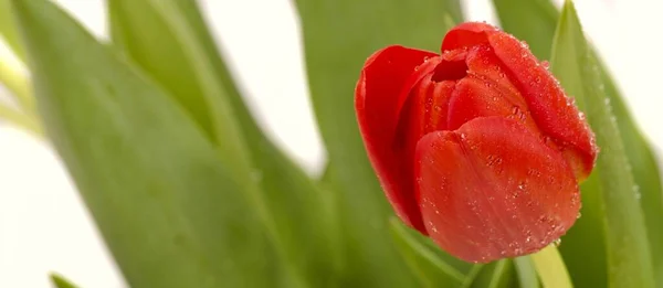 Tulipán Rojo Formato Panorámico —  Fotos de Stock
