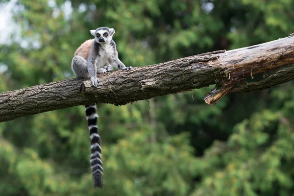 Encerramento Animais Jardim Zoológico — Fotografia de Stock