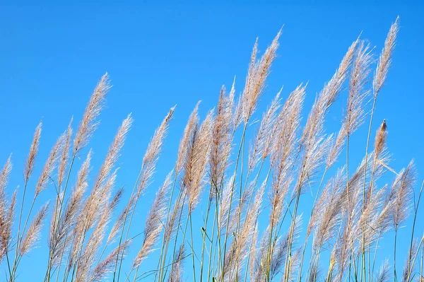 Wildes Gras Mit Blauem Himmel — Stockfoto