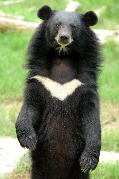 Orso Nero Animale Selvatico — Foto Stock