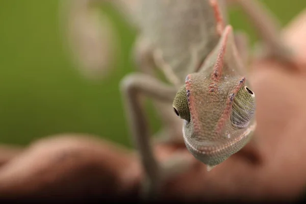 Exotický Ještěří Had Chameleon — Stock fotografie