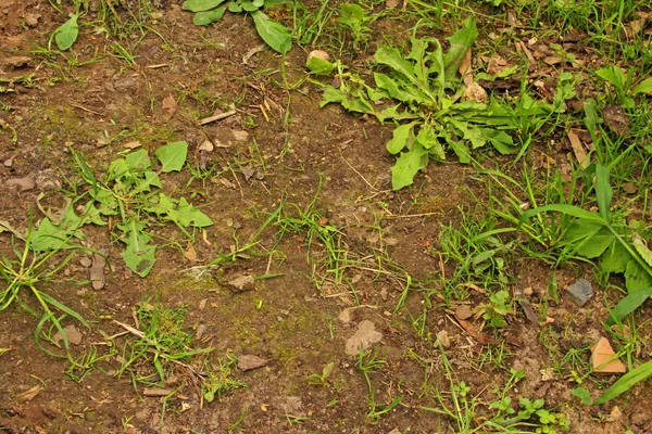 Weed Garden Path — Stock Photo, Image