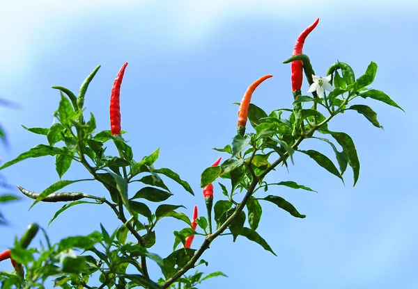 Pimenta Fresca Árvore — Fotografia de Stock