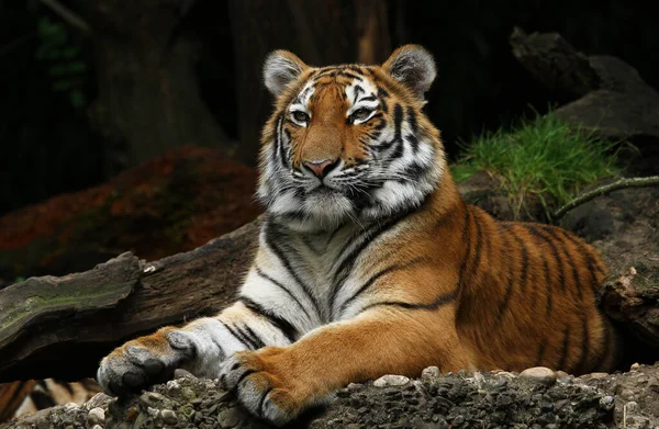 Sibirischer Tiger Gestreiftes Tier — Stockfoto