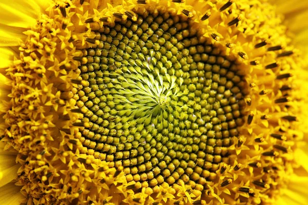 Желтые Лепестки Подсолнечника Полевая Флора — стоковое фото