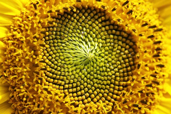 Pétalos Girasol Amarillo Flora Campo — Foto de Stock