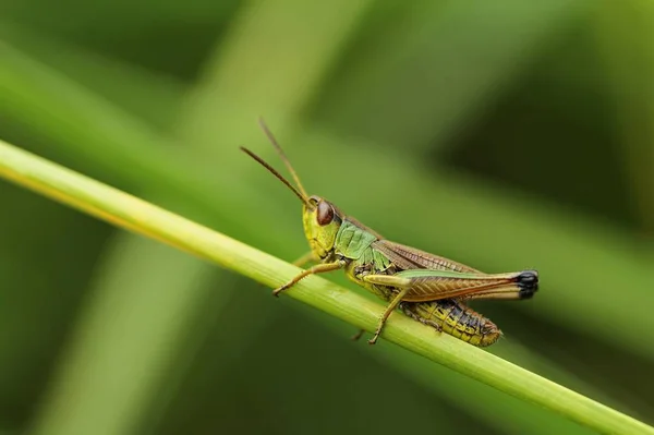 Primer Plano Saltamontes Pradera — Foto de Stock