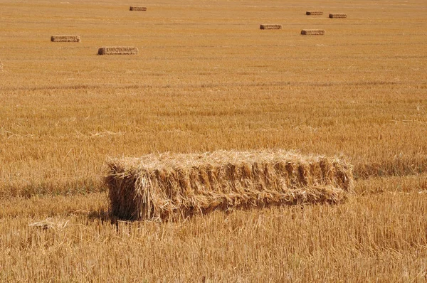 Weizenfeld Auf Dem Land Nutzpflanzen Auf Dem Feld — Stockfoto