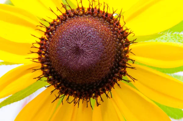 美しい花 花のコンセプトの背景 — ストック写真