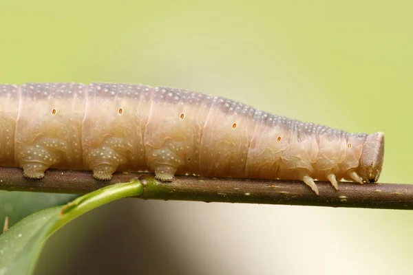 Raupeninsekt Kleiner Wurm — Stockfoto