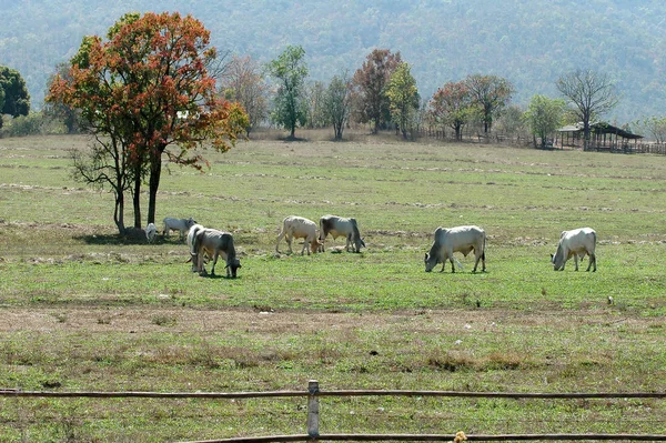 Корови Пасуться Свіжому Зеленому Полі — стокове фото