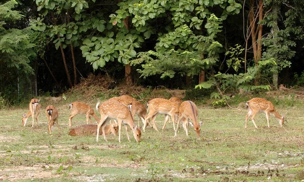 森の近くの鹿の餌やり — ストック写真