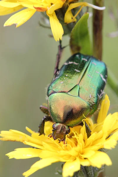 Rose Beetle Flower — Stock Photo, Image