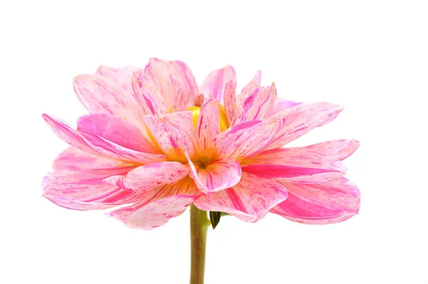 Sommerblume Botanik Und Flora — Stockfoto