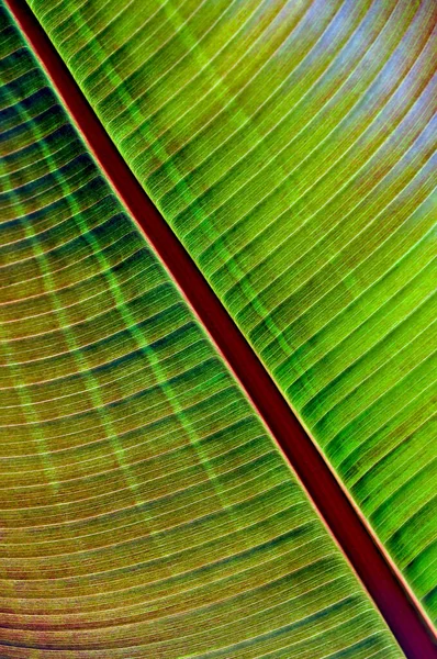 Detailní Záběr Tropických Listů — Stock fotografie