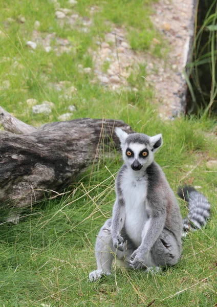 Inel Coada Lemur Animal Flora Fauna — Fotografie, imagine de stoc