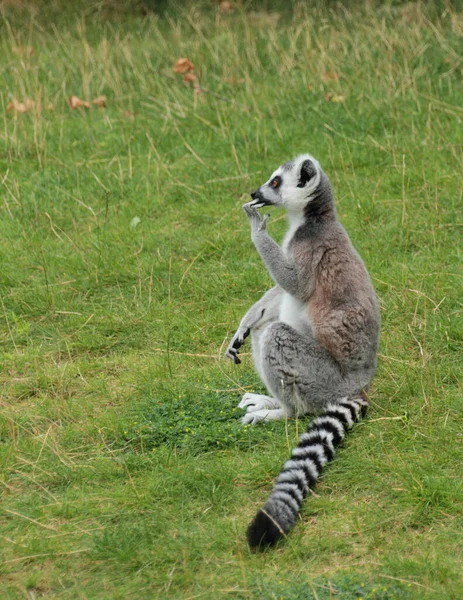 Lémur Cola Anillada Animales Flora Fauna — Foto de Stock