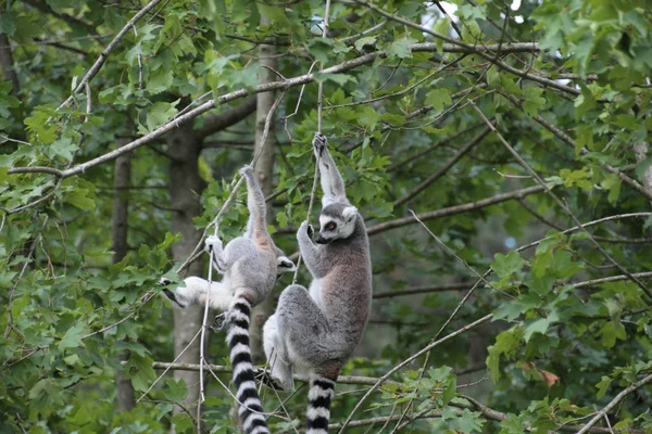 Ring tailed lemur animal, flora and fauna