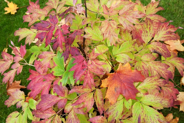 Hoja Otoño Sobre Hierba Verde Forma Fondo — Foto de Stock