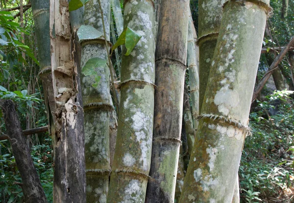 Stengels Bamboe Boom Witte Meeldauw Jungle — Stockfoto