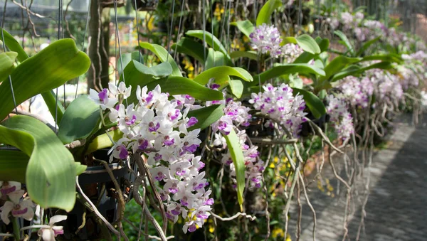 Orchidej Květina Flóra — Stock fotografie