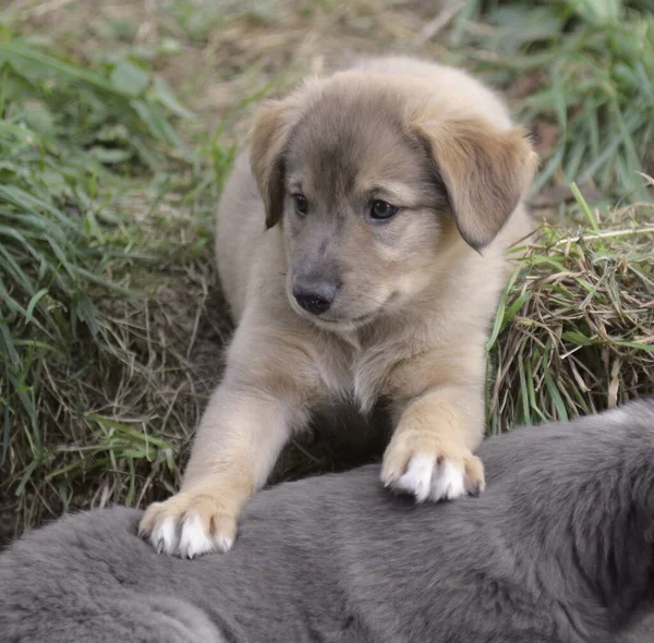 Portrait Cute Dog — Stock Photo, Image