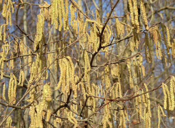 Avelã Catkins Dia Ensolarado Início Primavera — Fotografia de Stock