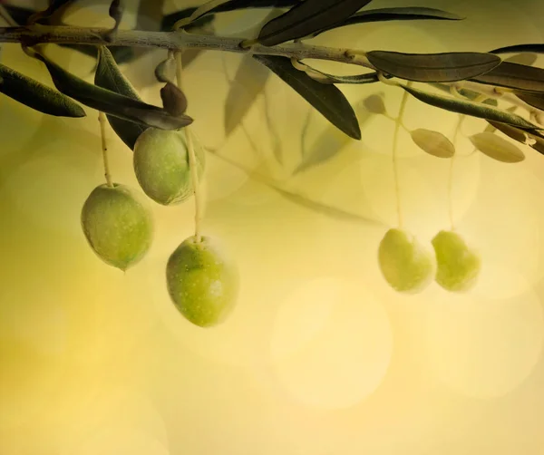 新鮮なオリーブの枝とボケ味のライトと夏のオリーブのデザインの背景 — ストック写真