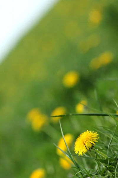 Uitzicht Prachtige Groene Weide Rechtenvrije Stockfoto's