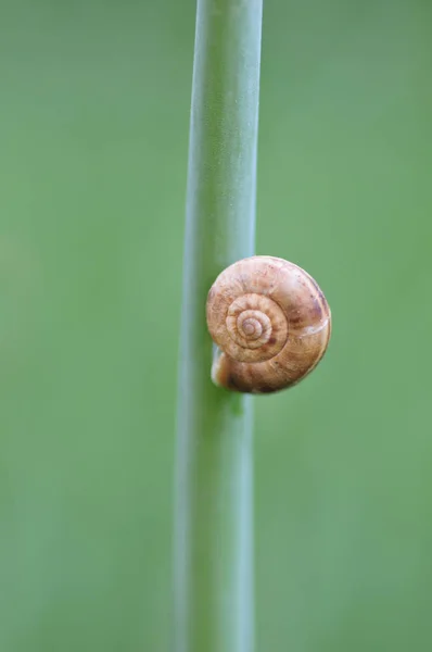 Gros Plan Bug Nature Sauvage — Photo