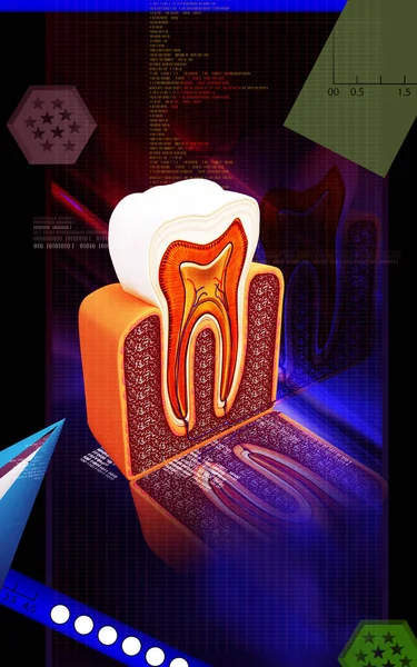 Digital Illustration Teeth Cross Section Colour Background — 스톡 사진