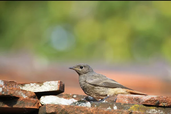 Vista Panorámica Majestuoso Redstart Naturaleza — Foto de Stock