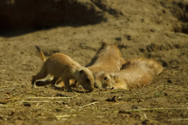 Prairie Honden Dieren Het Wild Geslacht Cynomys Hamster — Stockfoto