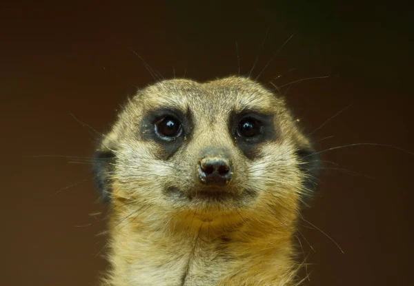 Meerkat Animal Suricatta — 스톡 사진