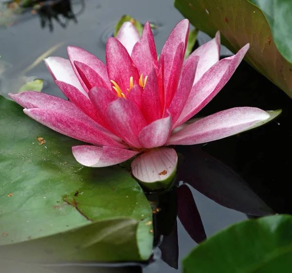 Closeup View Beautiful Water Lily — Stock Photo, Image