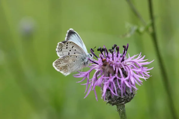 Φρέσκο Εκκολαφθέν Μπλε Πουλί Στο Λιβάδι Knapweed — Φωτογραφία Αρχείου