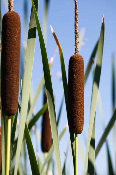 Cattail Голубым Небом Заднем Плане — стоковое фото