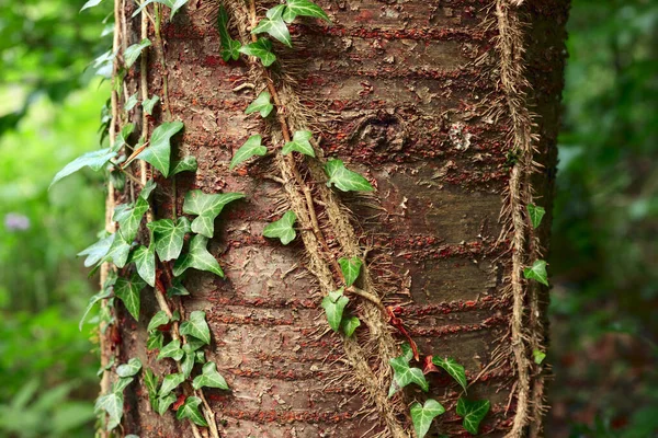 Břečťanová Rostlina Divoké Třešni Lese Zašitý — Stock fotografie