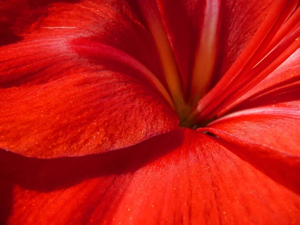 Amarilis Pétalos Flores Flor Flora — Foto de Stock