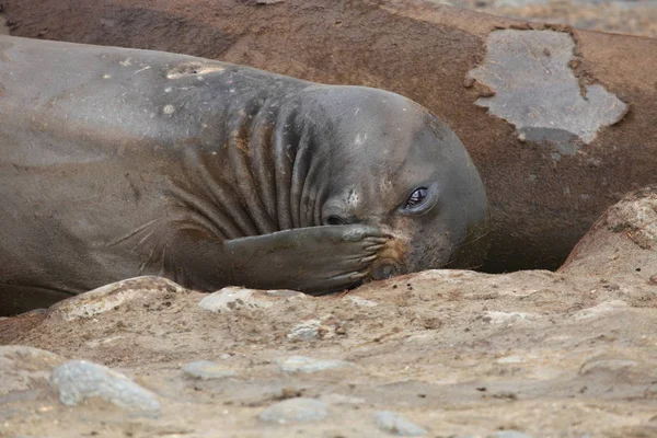 Tuleni Zvířata Mořští Savci — Stock fotografie