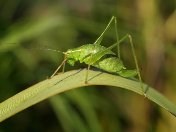 Insecte Sauterelle Insecte Prieur Invertébré — Photo