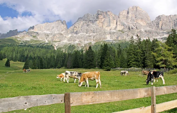 Pastagens Montanha Frente Cenário Das Dolomitas — Fotografia de Stock