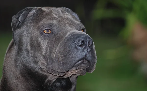 Naturskön Utsikt Över Söt Valp Hund — Stockfoto