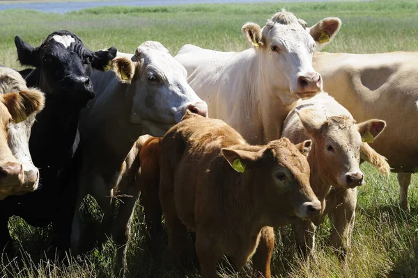 Jersey Sığırları Çiftlik Hayvanları — Stok fotoğraf
