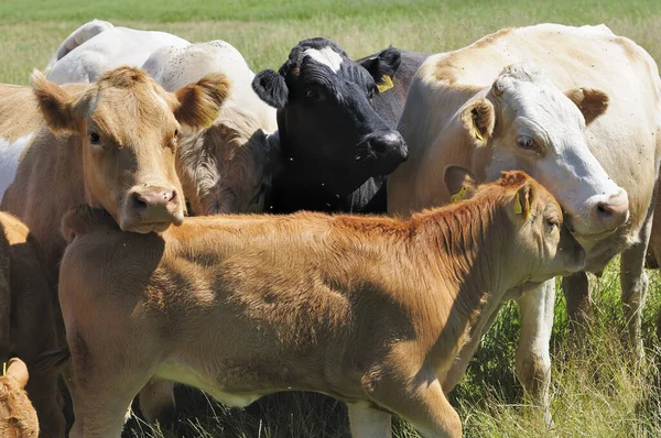 Jersey Sığırları Çiftlik Hayvanları — Stok fotoğraf