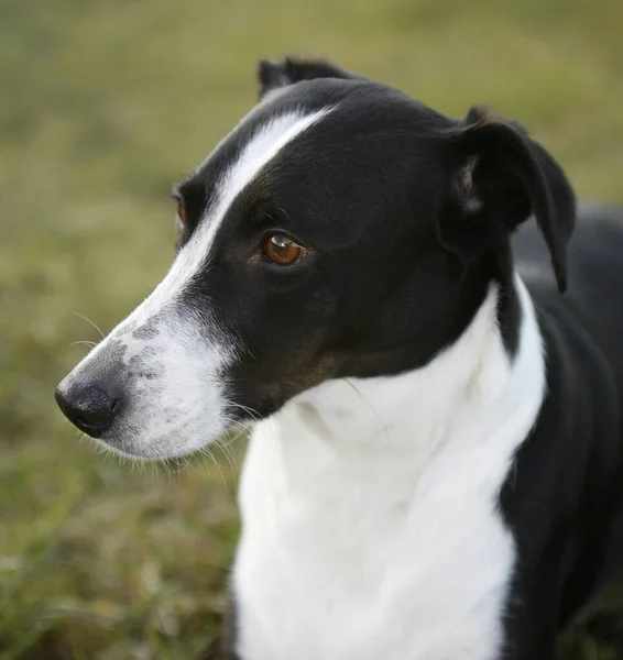 Retrato Exterior Perro Blanco Negro —  Fotos de Stock