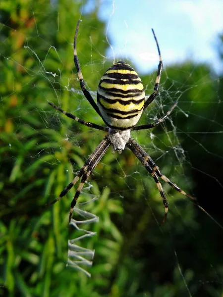 Wespenspinne Argiope Bruennichi Spider — Stock fotografie