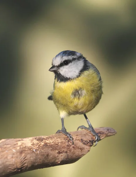 Vue Panoramique Sur Magnifique Oiseau Souris Espagnole — Photo